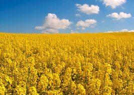 Bild zeigt: Rapsfeld in voller Blüte