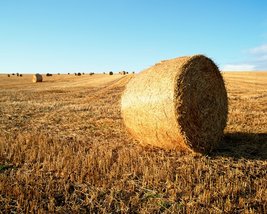 Bild zeigt: Strohballen auf einem Feld