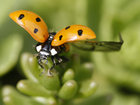 Caption: flying ladybird