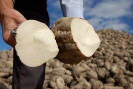 Bild zeigt: eine Person auf dem Feld, die eine in zwei Hälften geteilte Zuckerrübe hält